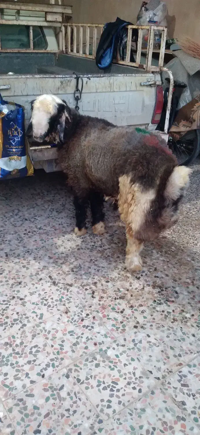 قصاب سیار هستم|خدمات پذیرایی، مراسم|دزفول, |دیوار