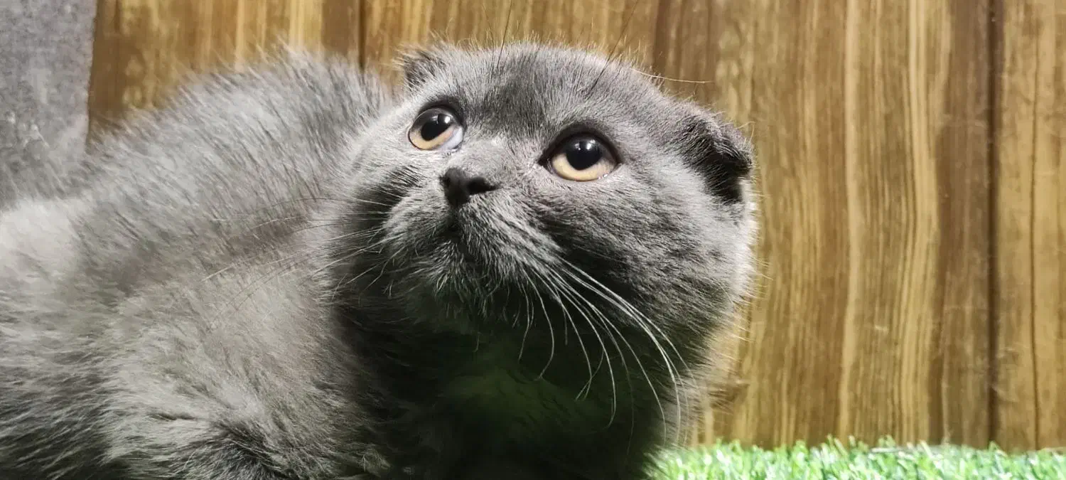 اسکاتیش بلو انفولد|گربه|تهران, گیشا|دیوار