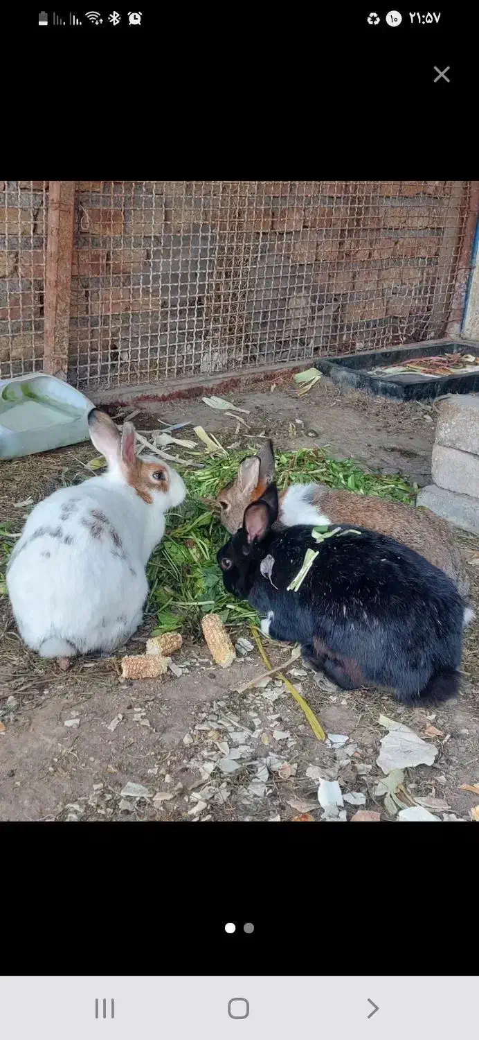 خرگوش اهلی|موش و خرگوش|قزوین, |دیوار