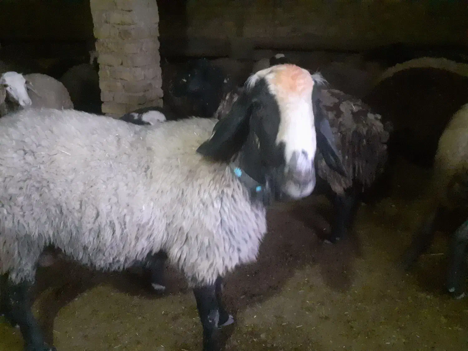 قوچ شال شیشک|حیوانات مزرعه|همدان, |دیوار