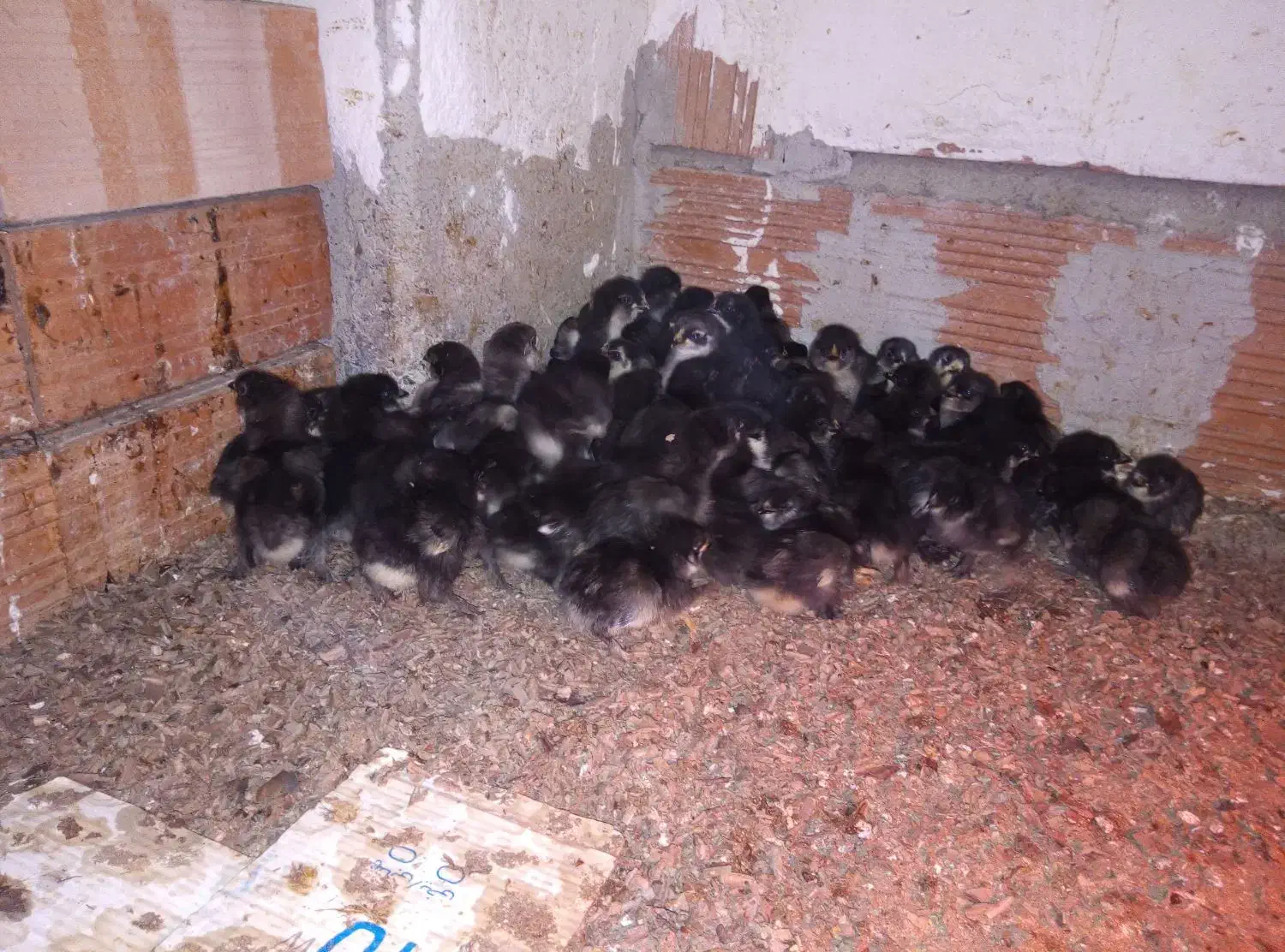 جوجه مرغ مرندی|حیوانات مزرعه|قائمشهر, |دیوار