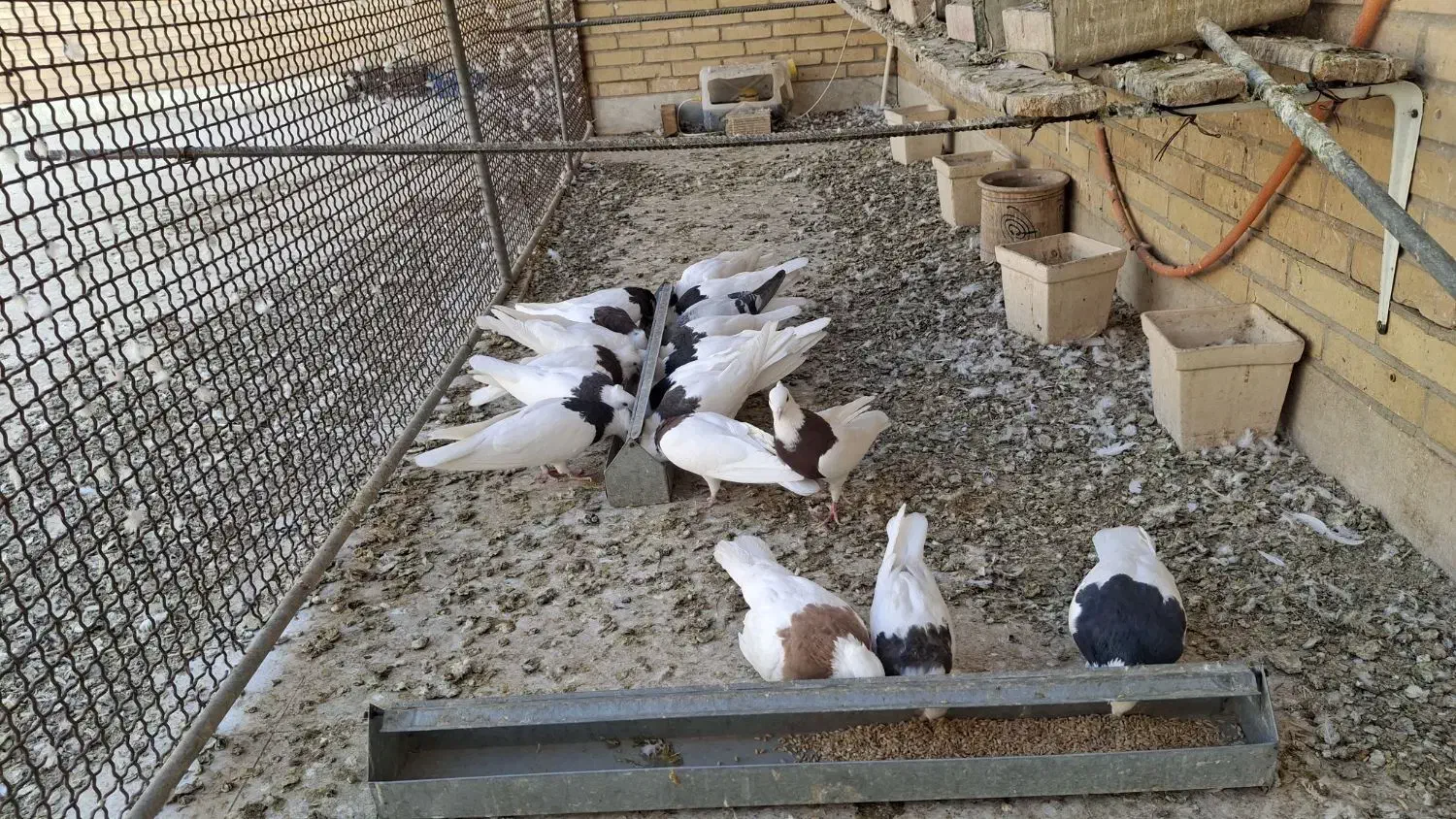 فروش کفتر طوقی|پرنده|حمیدیا, |دیوار