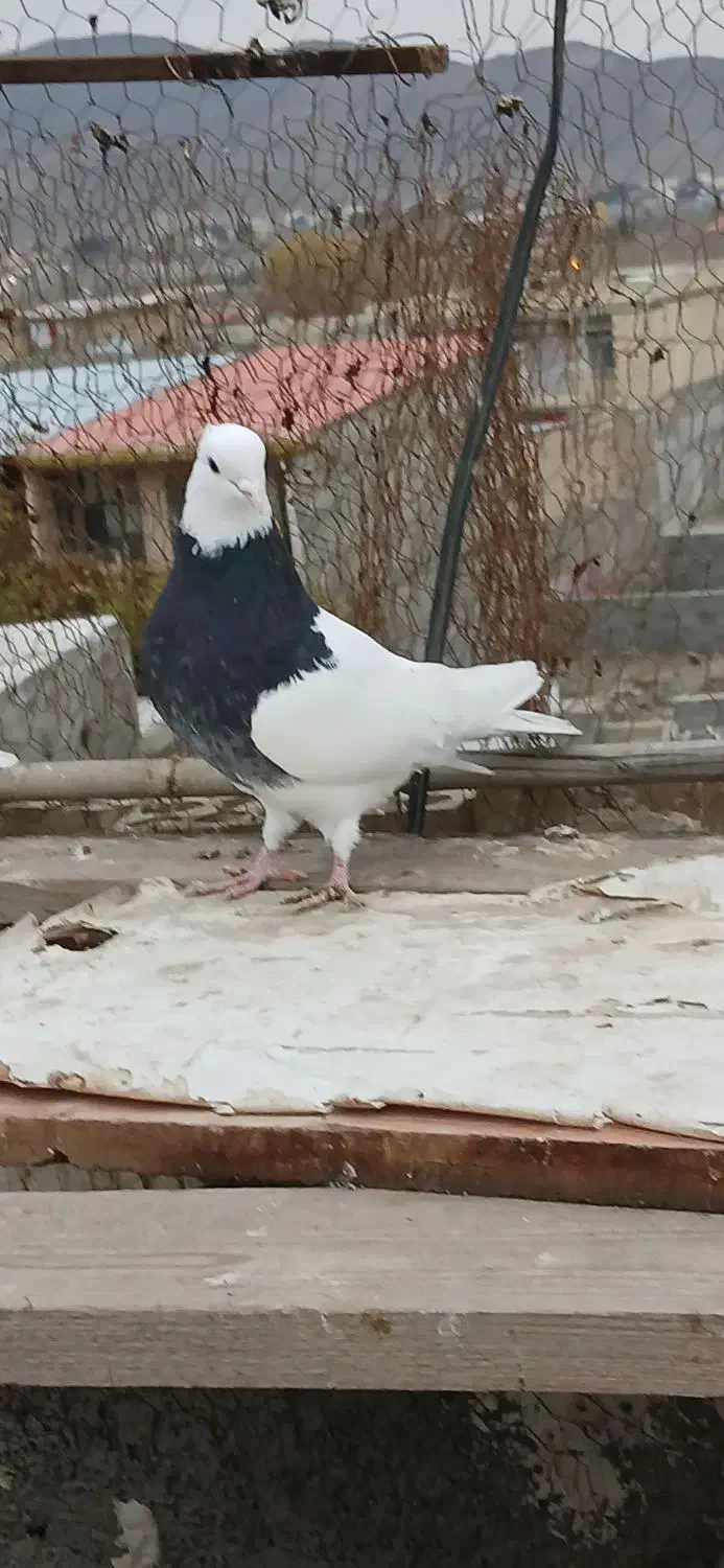 کبوترطوقی|پرنده|صفادشت, |دیوار