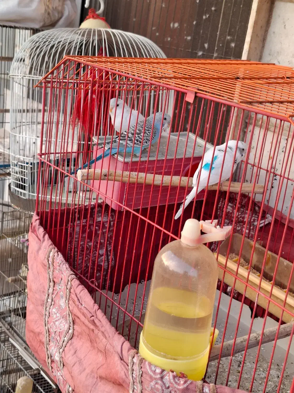 مرغ عشق|پرنده|تهران, جنت‌آباد جنوبی|دیوار