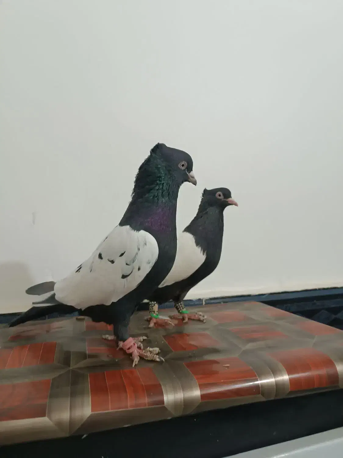 رنگه|پرنده|تربت جام, معدآباد|دیوار