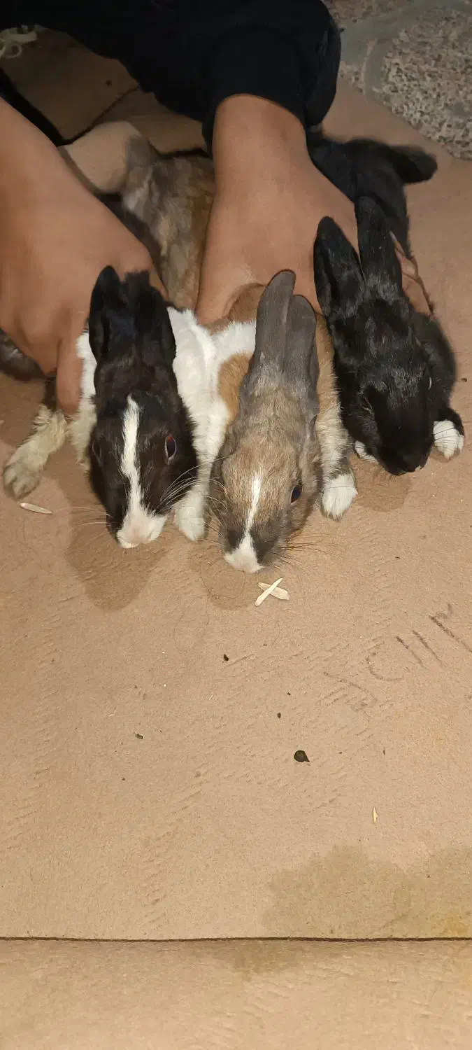 ۲ عدد خرگوش صحرایی|موش و خرگوش|چهاردانگه (تهران), |دیوار