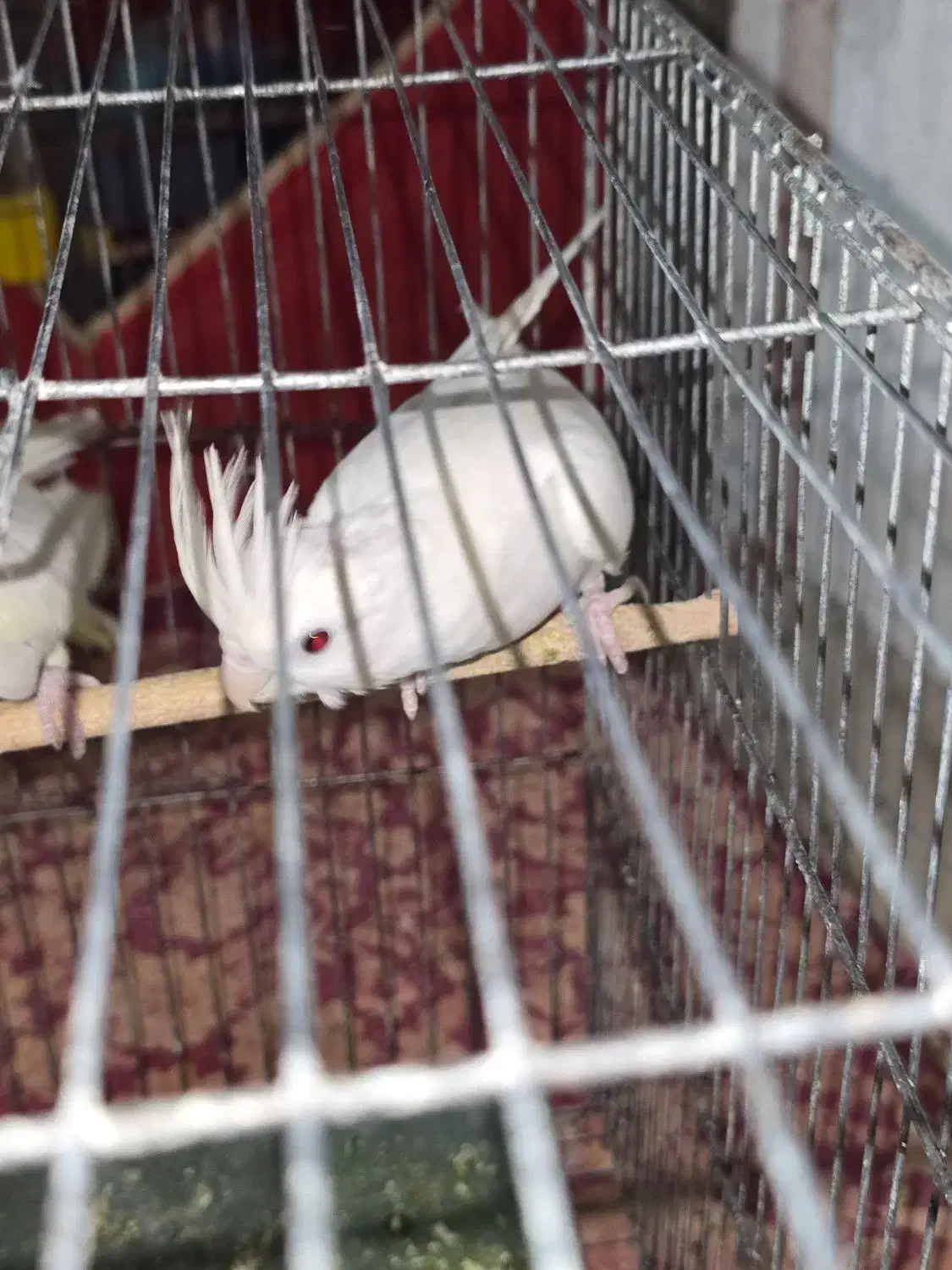 عروس هلندی|پرنده|یزد, |دیوار