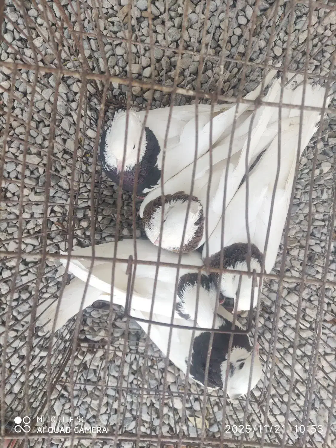 طوقی|پرنده|بندرعباس, |دیوار