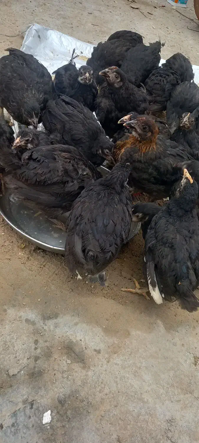 مرغ|حیوانات مزرعه|رامشیر, |دیوار