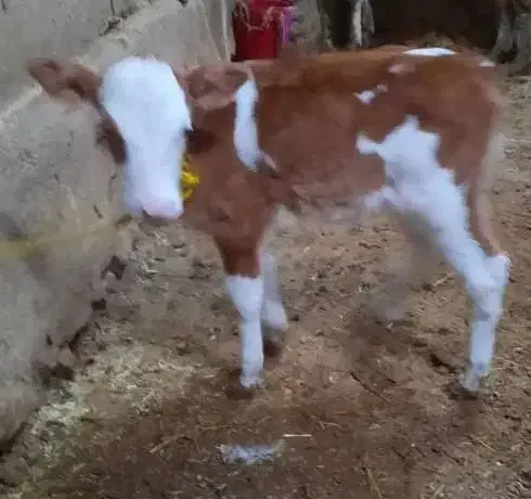 سالم و زمین گیرگاو گوساله ریزو درشت همه نوع|حیوانات مزرعه|زنجان, |دیوار