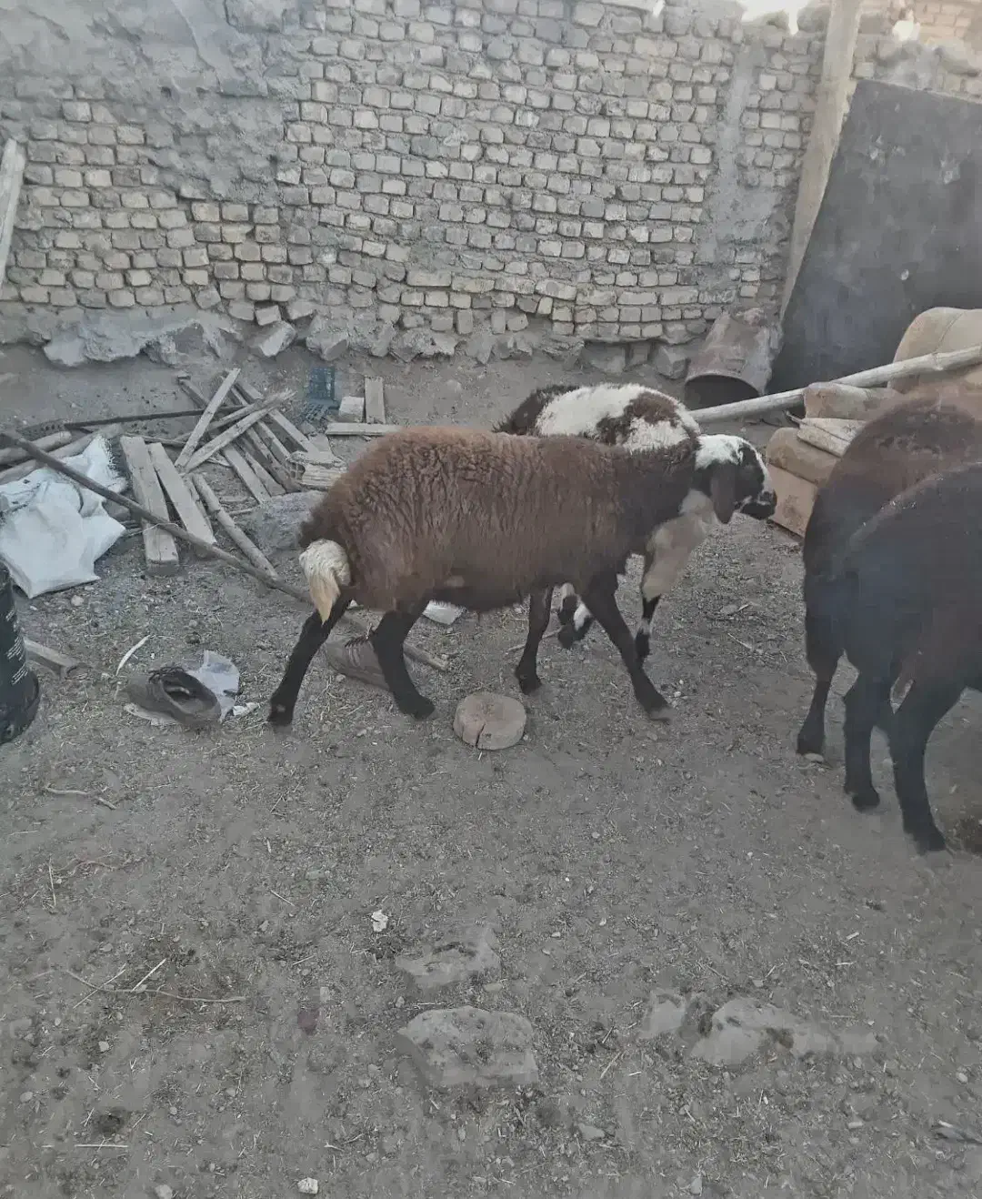 فروش بره ماده پلنگی|حیوانات مزرعه|خنداب, |دیوار