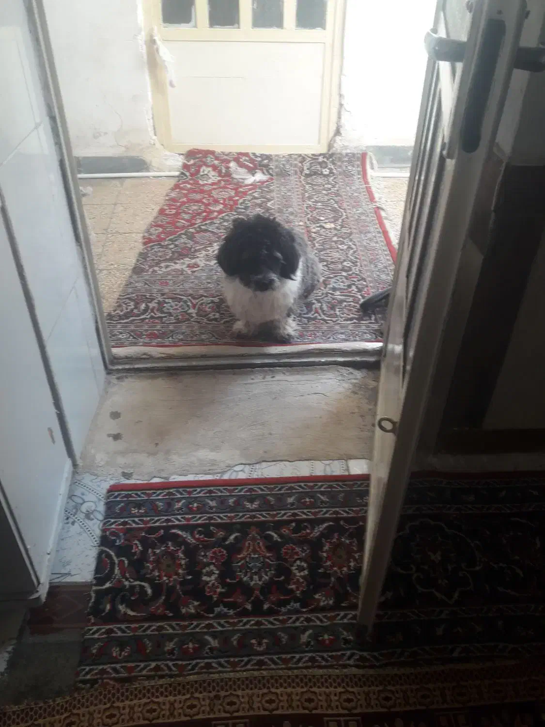 سگ شیتزو|سگ|خرم‌آباد, |دیوار