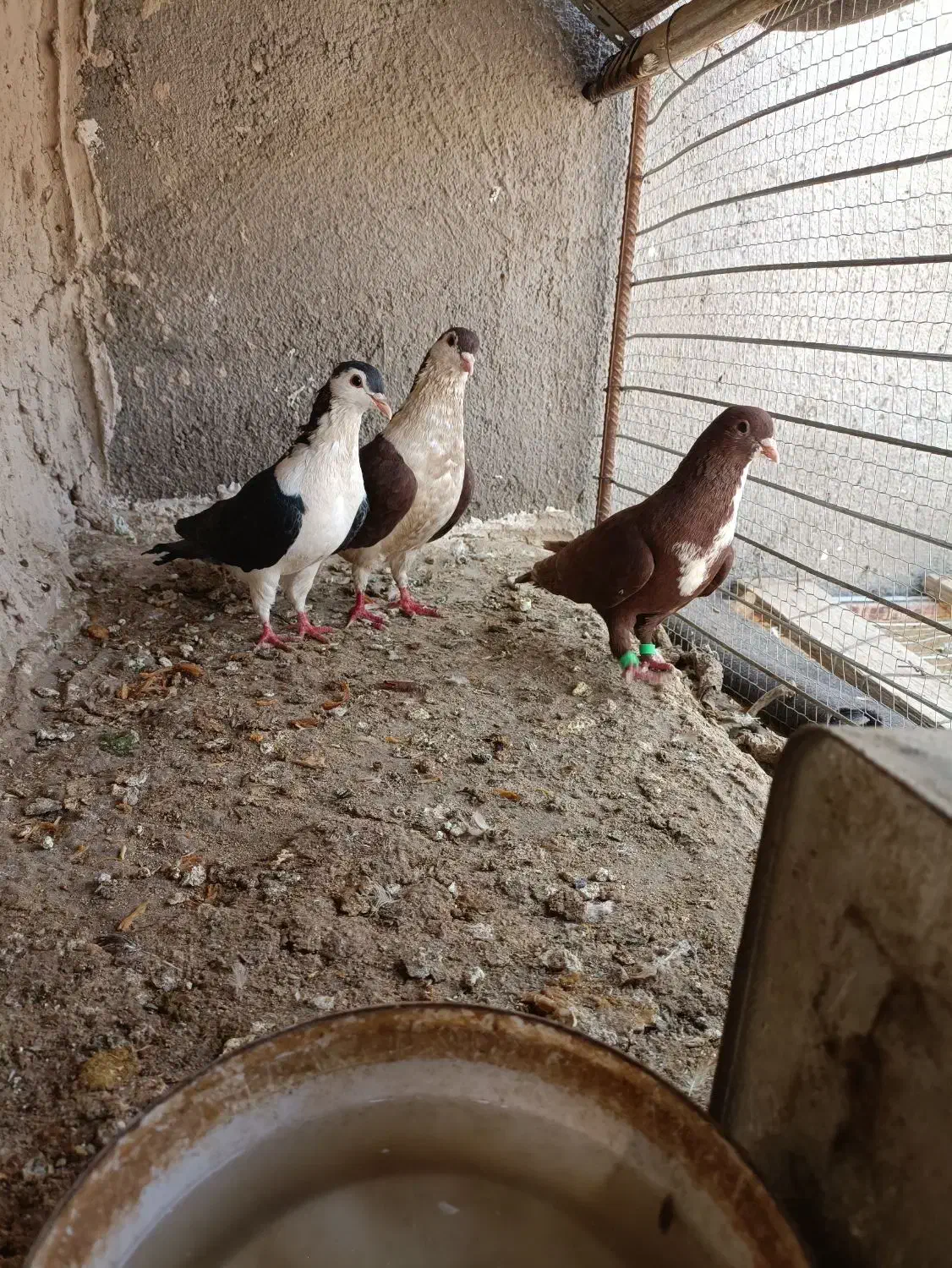 کبوتر|پرنده|گزیک, |دیوار