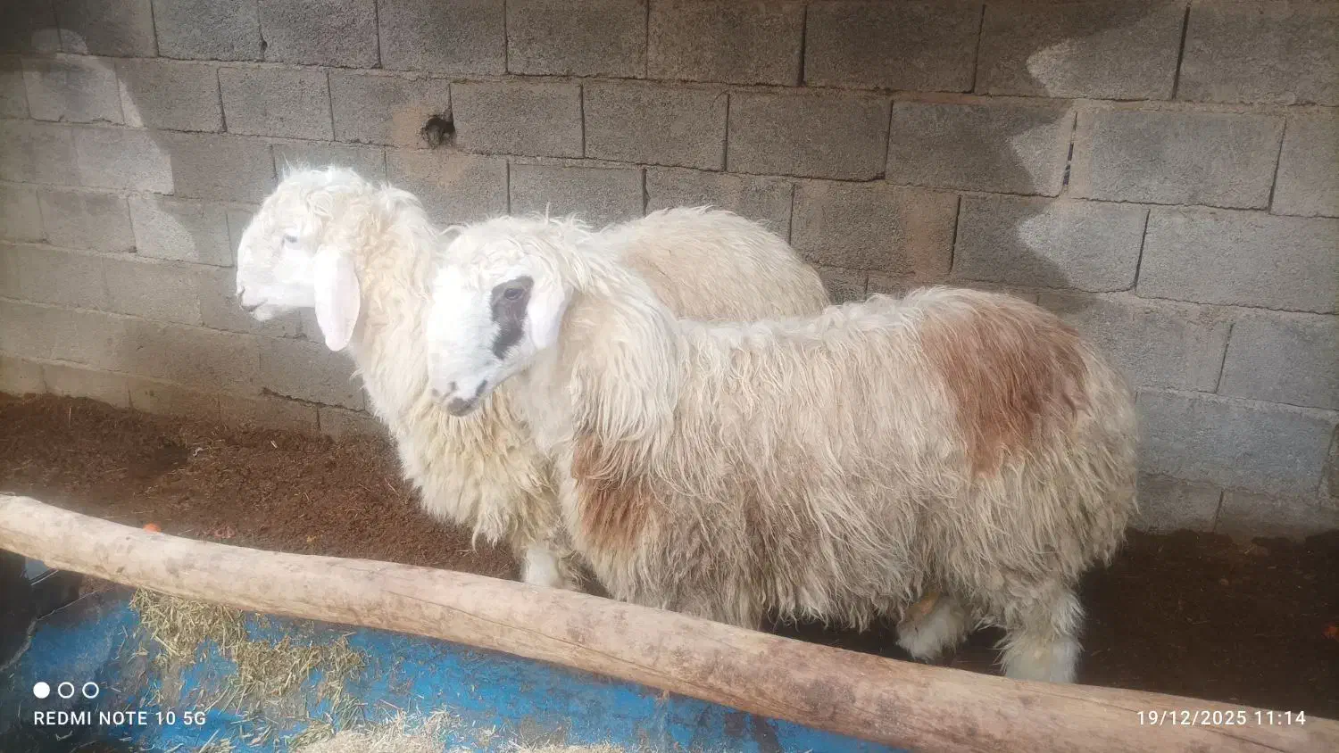 بره کهره بز میش|حیوانات مزرعه|مرودشت, ژیان|دیوار
