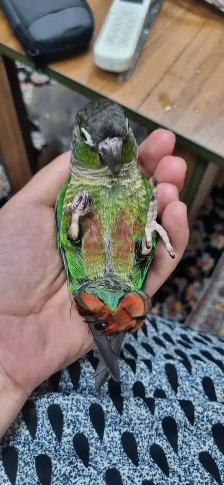 جوجه گرینجیک معاوضه|پرنده|باقرشهر, |دیوار