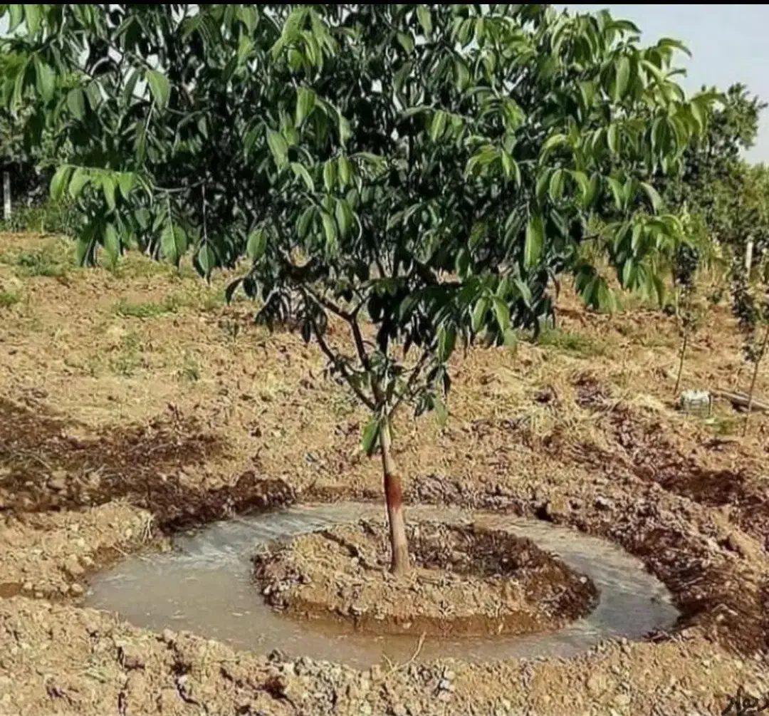 خدمات کشاورزی وباغبانی هرس چالکود شمپاشی تیلر|خدمات باغبانی و درختکاری|سنندج, |دیوار