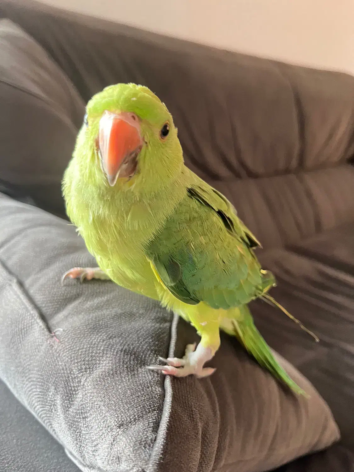 طوطی ملنگو ۱۰۰ روزه|پرنده|فریدون‌کنار, |دیوار