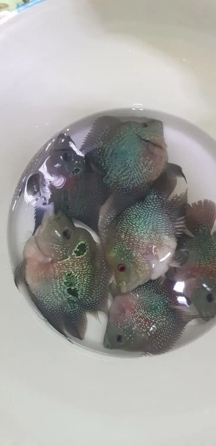 بلواسکات نایف فلاور دیسکس آنجل گوپی اسکار کت فایتر|ماهی|همدان, |دیوار