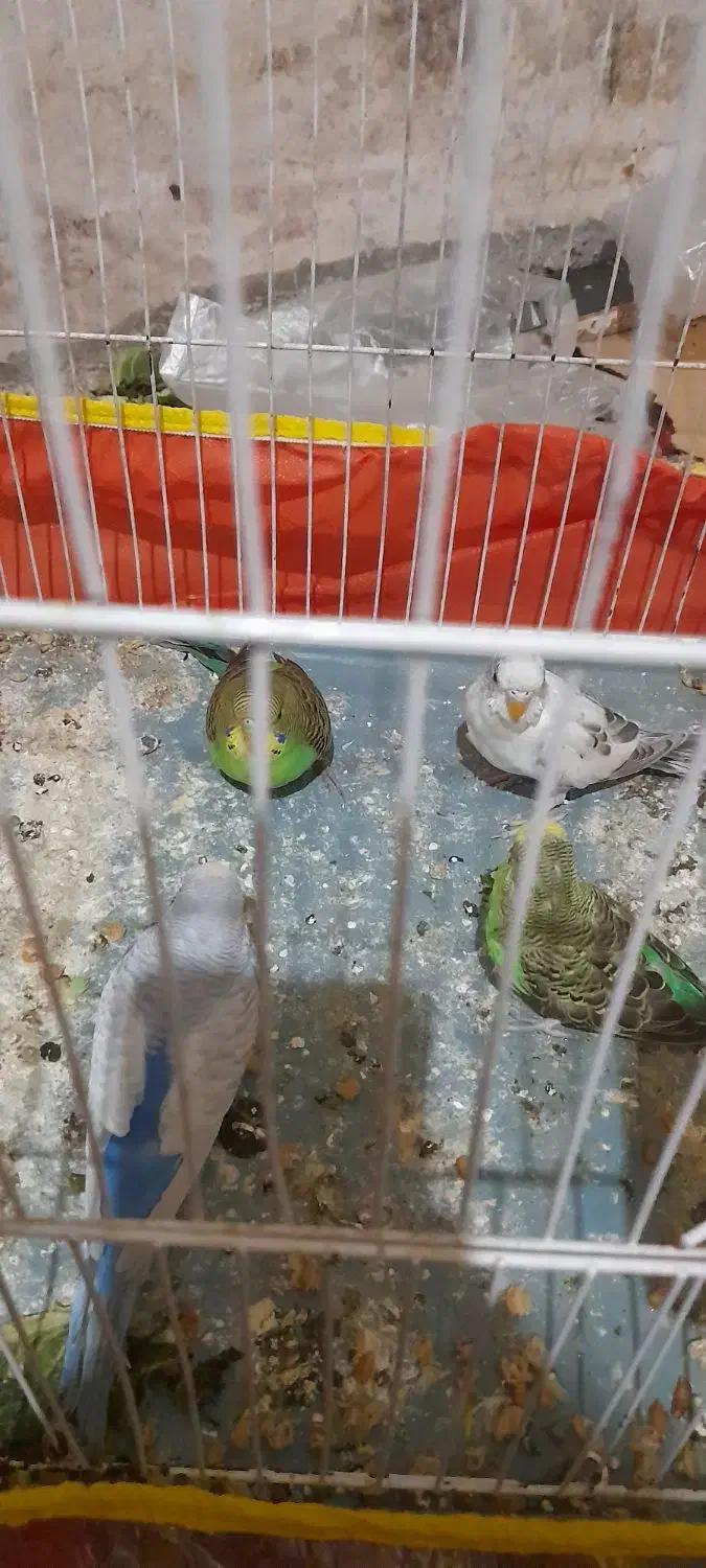 ۵عدد مرغ عشق سرحال دونه ای ۱۳۰هزار|پرنده|چناران, |دیوار