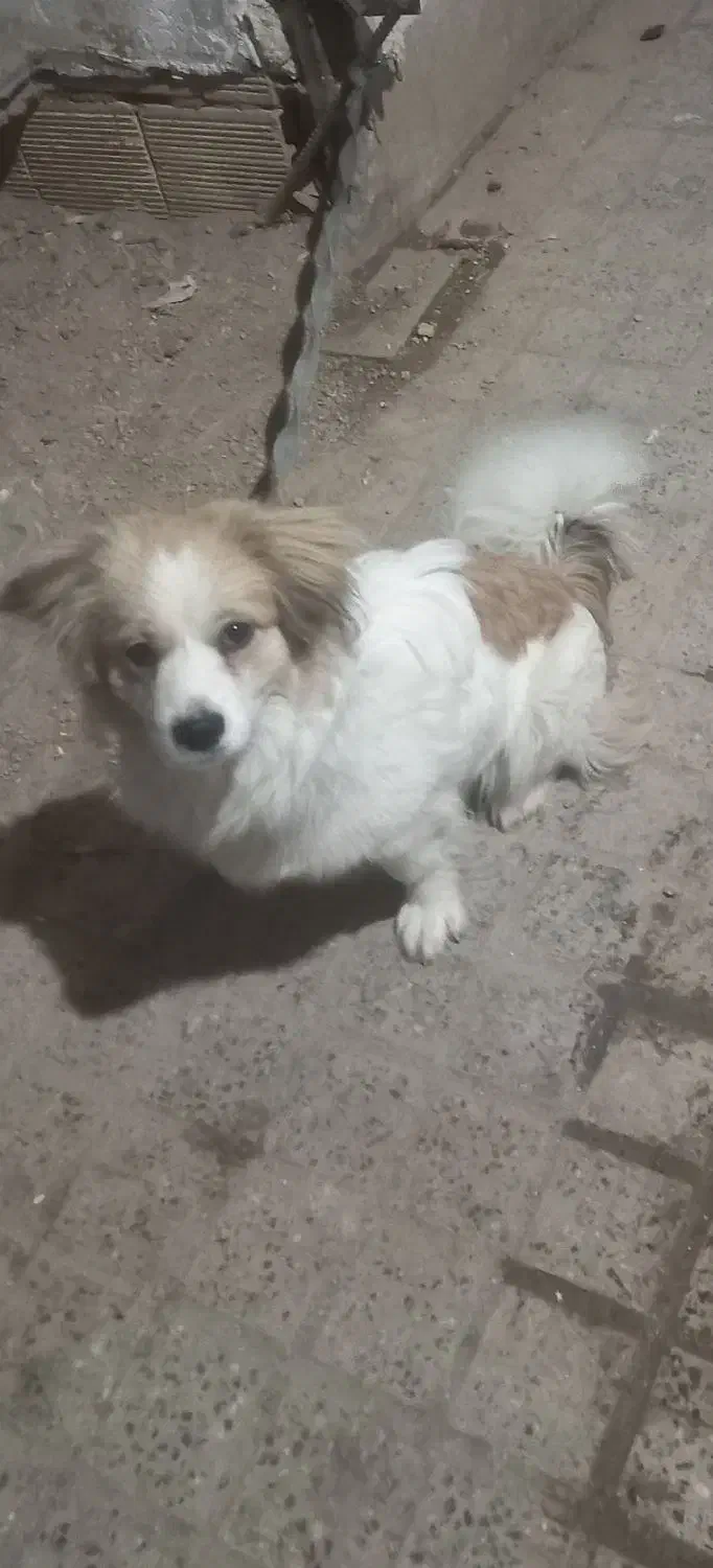 سگ اشپیتز،دوساله|سگ|شهرکرد, |دیوار