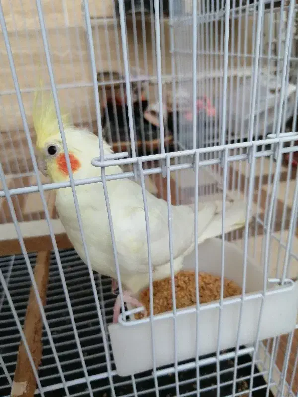 عروس هلندی نر|پرنده|گالیکش, |دیوار