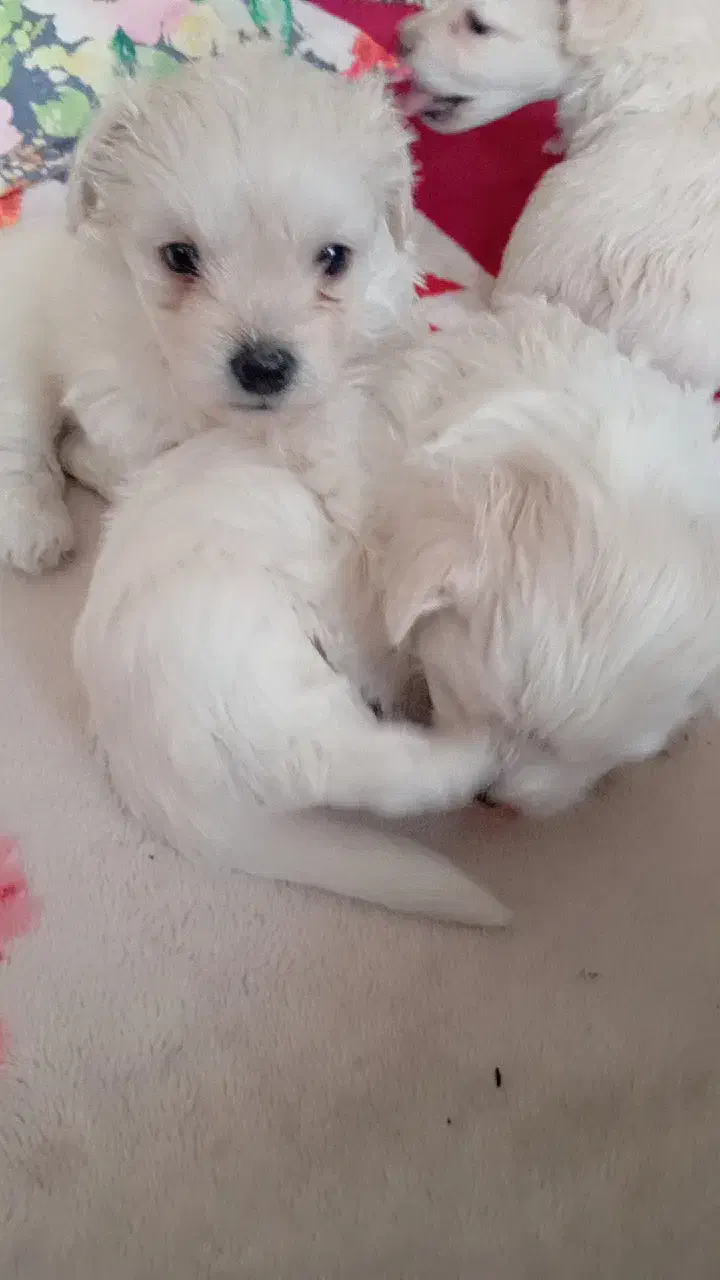 تریر بازیگوش|سگ|تبریز, |دیوار