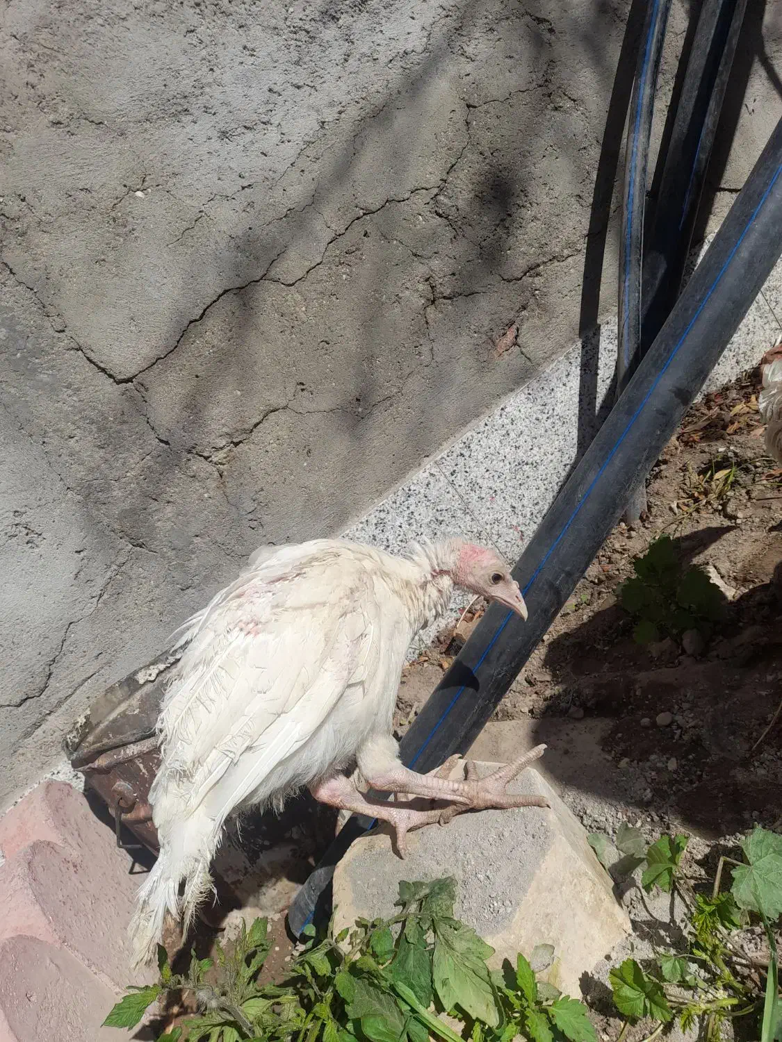 فروش ۲عدد جوجه بوقلمون|حیوانات مزرعه|سیرجان, |دیوار