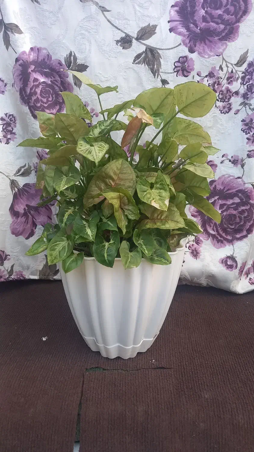 گل سنگنیوم|گل و گیاه طبیعی|رشت, استقامت ۲|دیوار