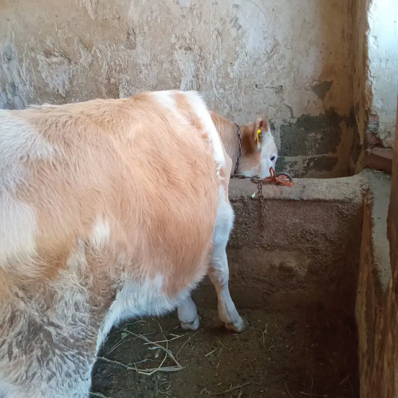 گوساله|حیوانات مزرعه|نوشین شهر, |دیوار