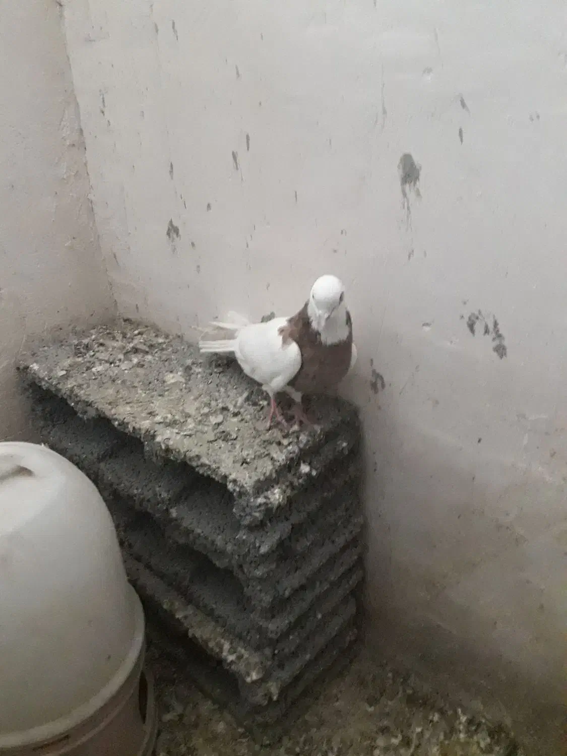 طوقی نر|پرنده|کبودرآهنگ, |دیوار