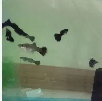 گوپی فول بلک مولد|ماهی|سلماس, |دیوار