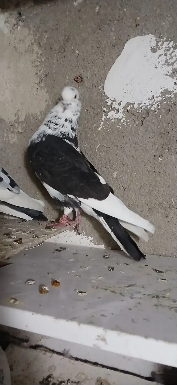 طوقی|پرنده|اردبیل, |دیوار