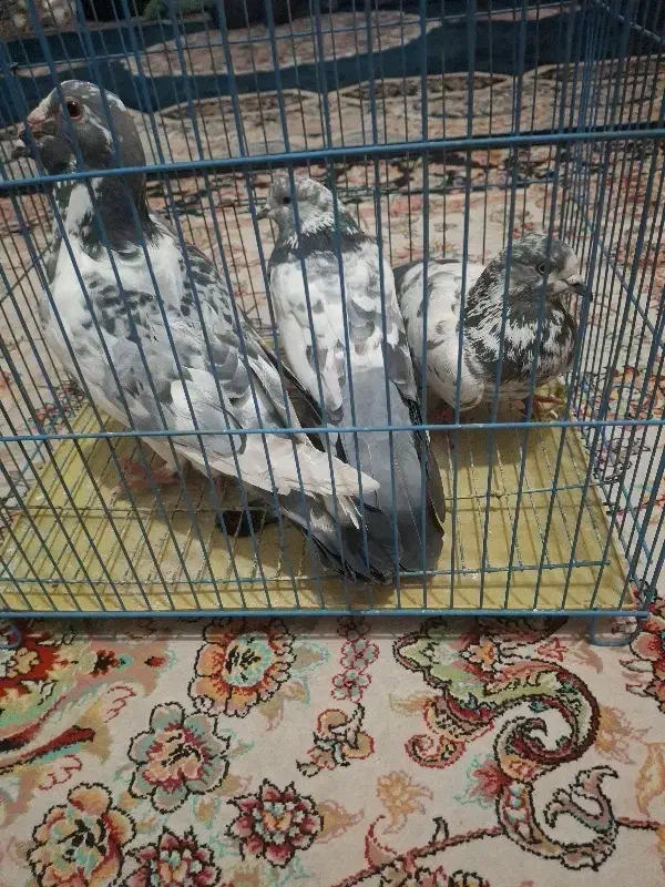 کفتر۴تا|پرنده|ری, علایین|دیوار