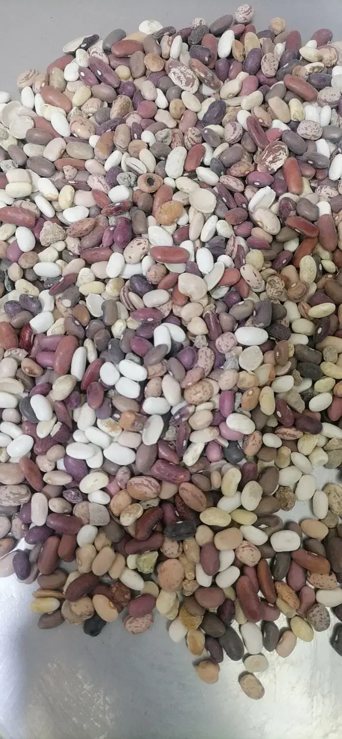 لوبیا چیتی|خوردنی و آشامیدنی|قم, حاج زینل|دیوار