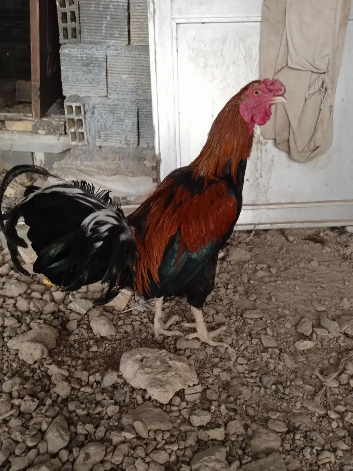 مرغ لاری خروس و خروس مینیاتوری|حیوانات مزرعه|برخوار, |دیوار