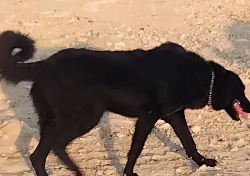 سگ ماده قدر جانی گمشده|حیوانات|فیروزآباد (فارس), |دیوار