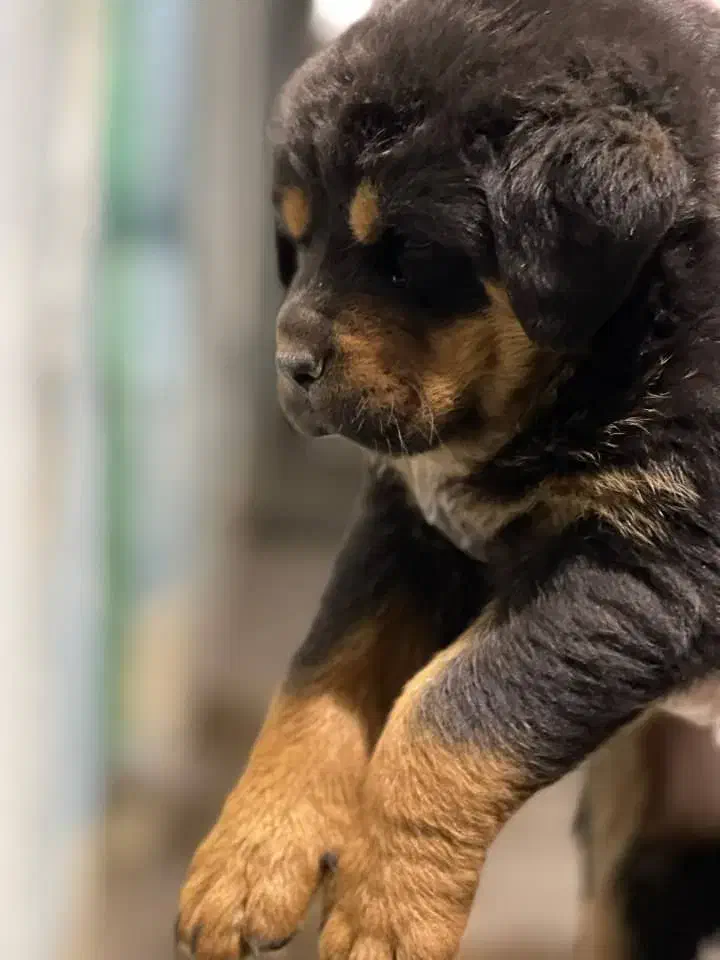 سگ رتوایلر اروپایی کینگ|سگ|کرج, گلستان|دیوار