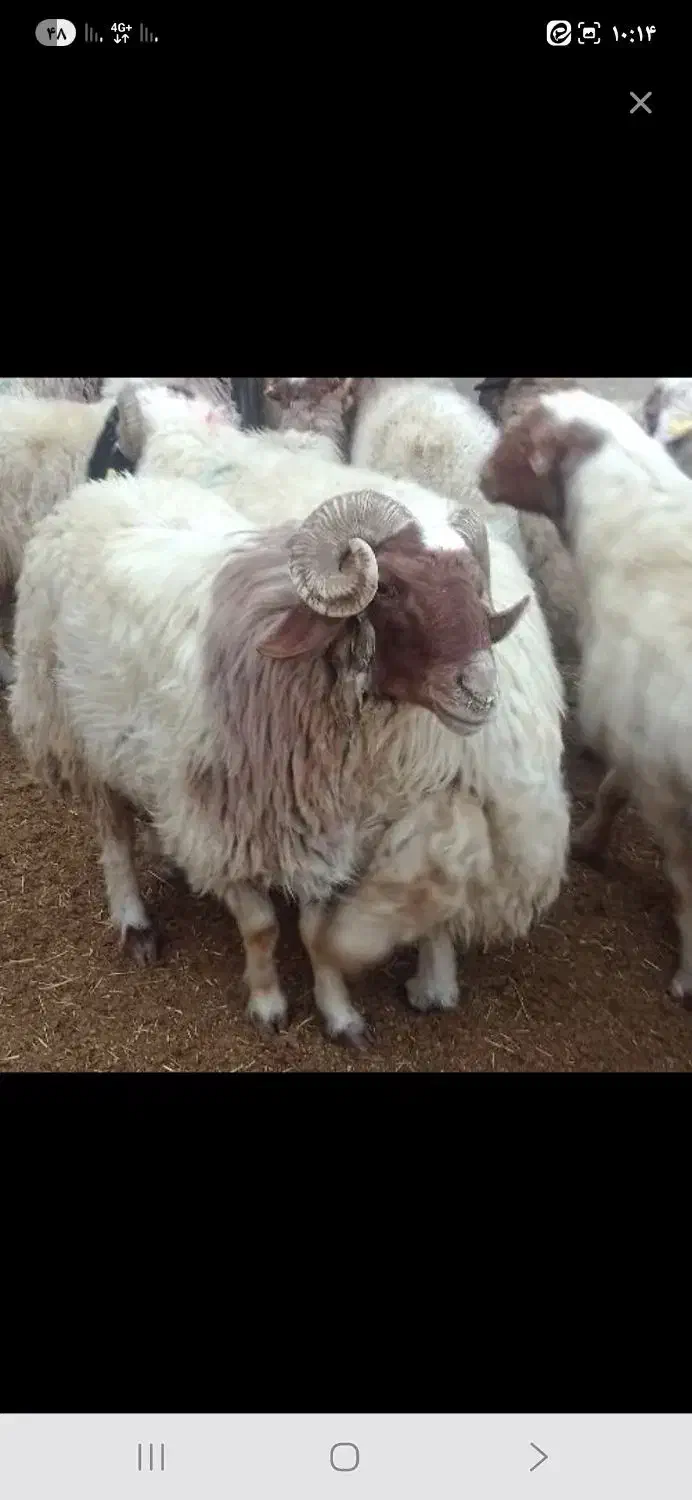 گوسفند زنده مغان افشار زیر نظر دام پزشک تهران|حیوانات مزرعه|ری, شهید بهشتی|دیوار