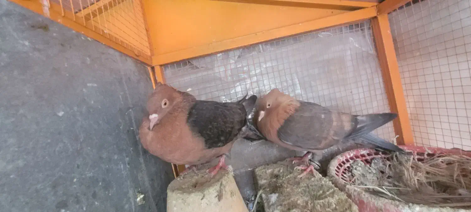 یک جفت کبوتر نقش آرشینگل|پرنده|ابریشم, |دیوار