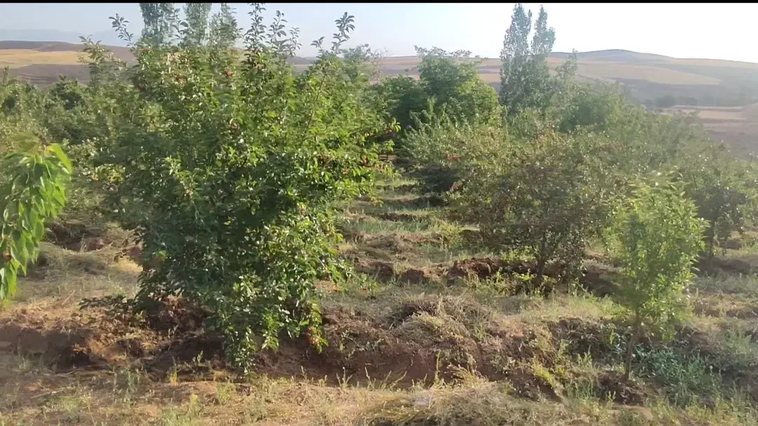 باغ کشاورزی روستای هیراب|فروش دفتر صنعتی، کشاورزی، تجاری|بروجرد, |دیوار