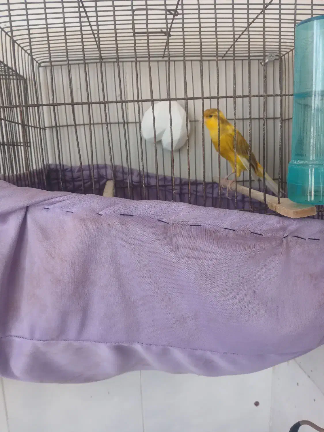 قناری نر ابلق|پرنده|ری, علایین|دیوار