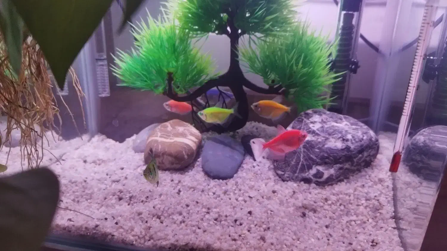 ماهی کالر|ماهی|محمدیه-قزوین, |دیوار