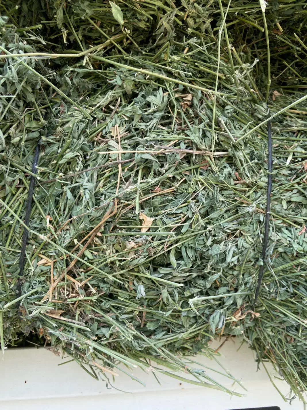 بیده|حیوانات مزرعه|شهر بابک, |دیوار