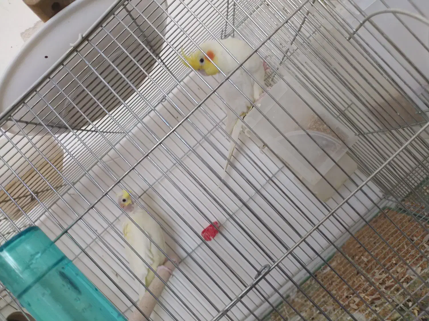 سه جفت عروس مولد|پرنده|بافت, |دیوار