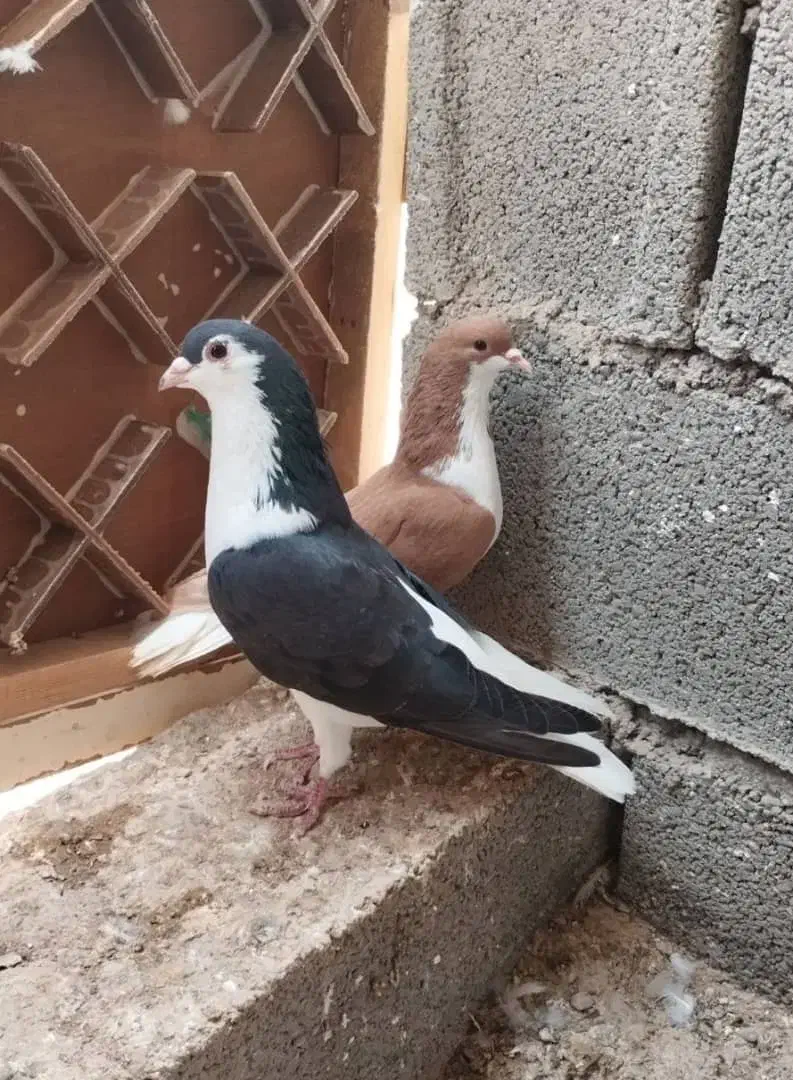 نرماده رنگی|پرنده|اهواز, امانیه|دیوار