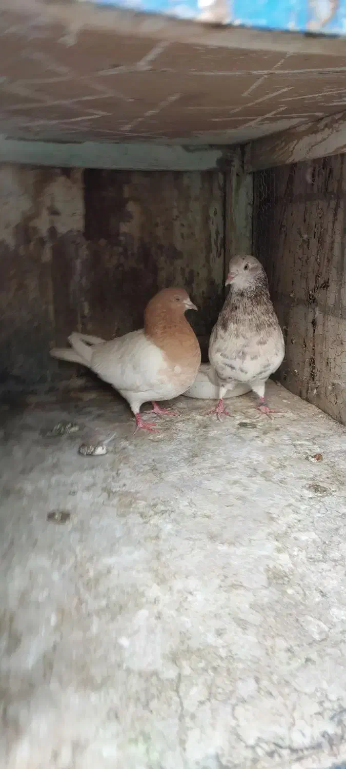 چند جفت کبوتر|پرنده|فردیس, داوری|دیوار