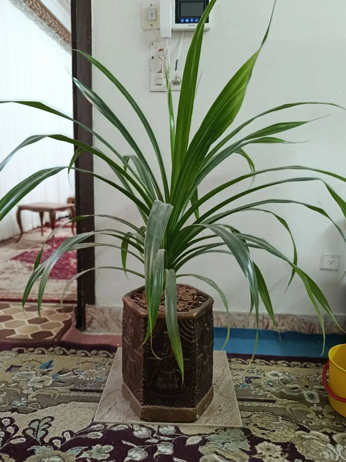 گل ذرتی و گل پاندانوس|گل و گیاه طبیعی|جهرم, |دیوار