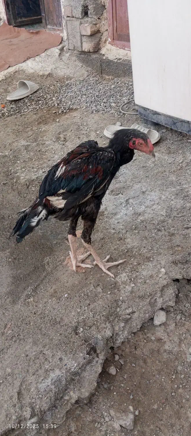 جوجه خروس..و مرغ|حیوانات مزرعه|ایرانشهر, |دیوار