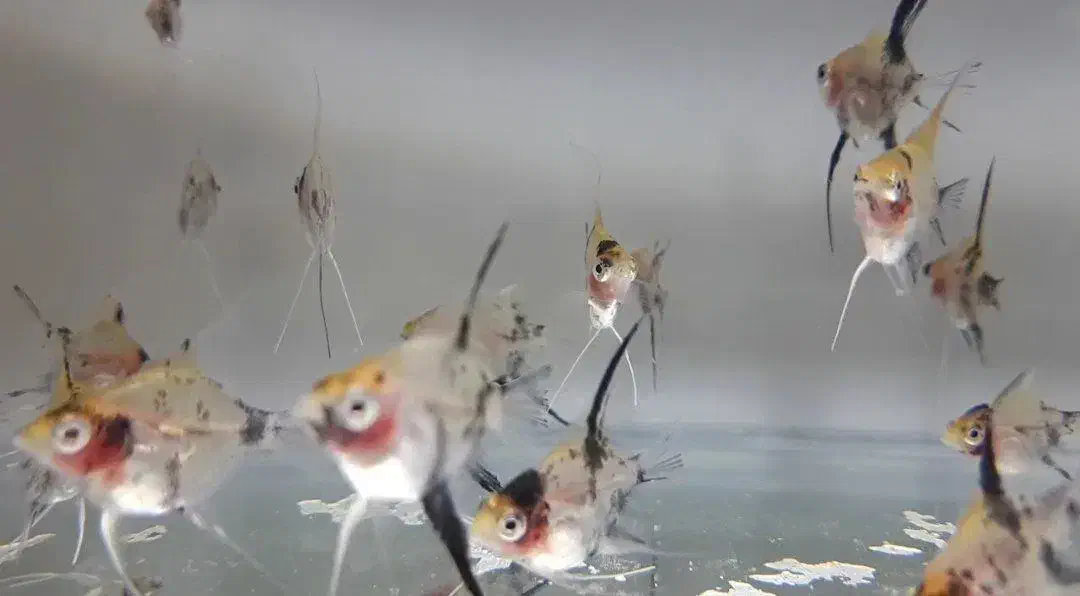 ماهی آنجل|ماهی|قم, شاه سید علی|دیوار