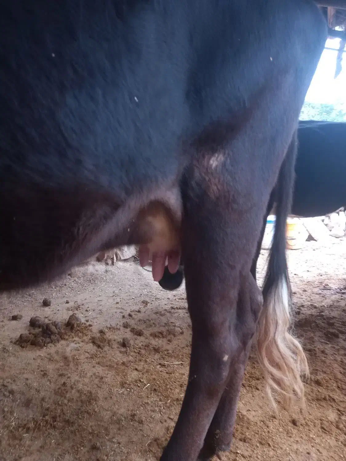 گاو و گوساله نر  بفروش میرسد|حیوانات مزرعه|اندیکا, |دیوار